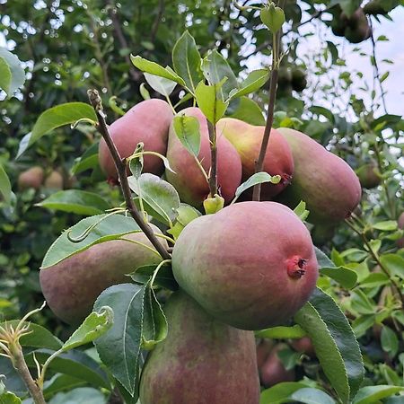 Mo Gardsferie-Pers Frukthage Villa Oystese Ngoại thất bức ảnh