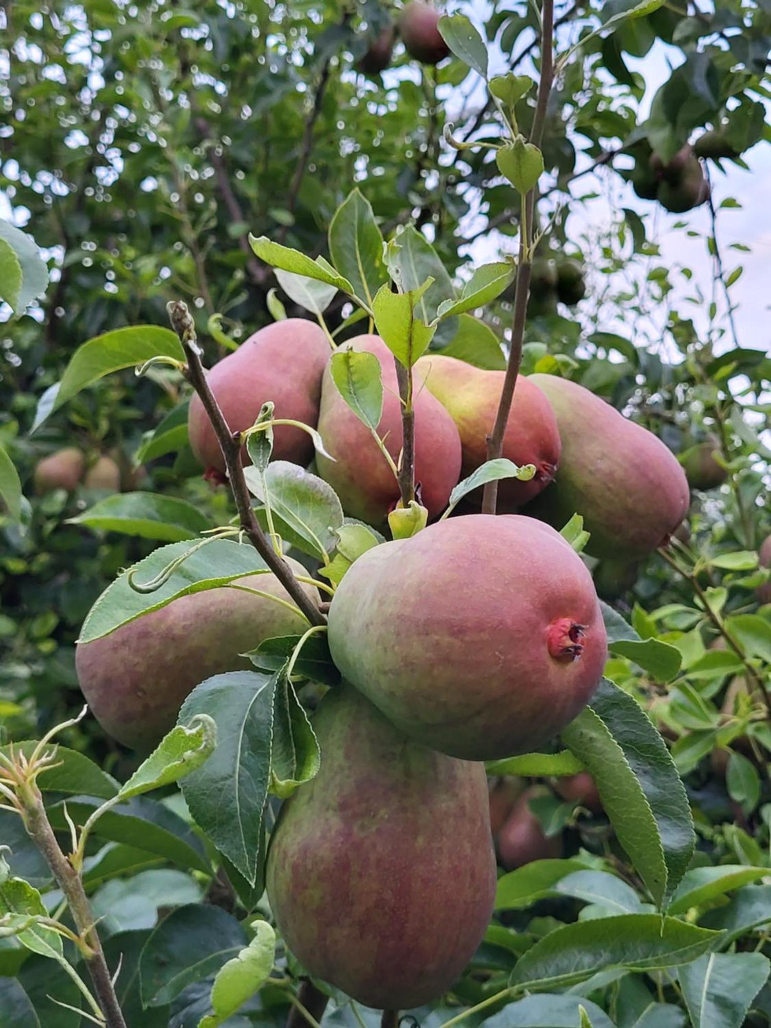 Mo Gardsferie-Pers Frukthage Villa Oystese Ngoại thất bức ảnh